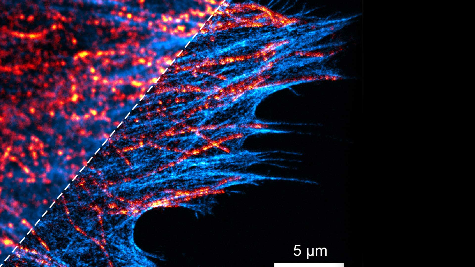 1920x1080_MICROTUBULES_01